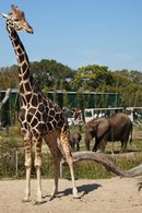 lowry park zoo giraffe