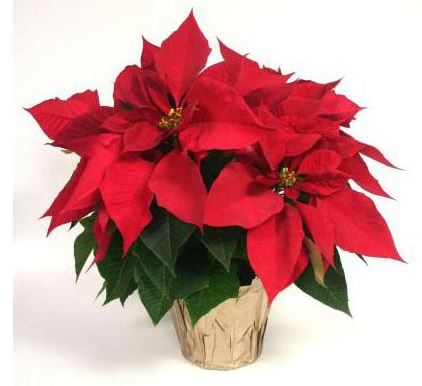 poinsetta